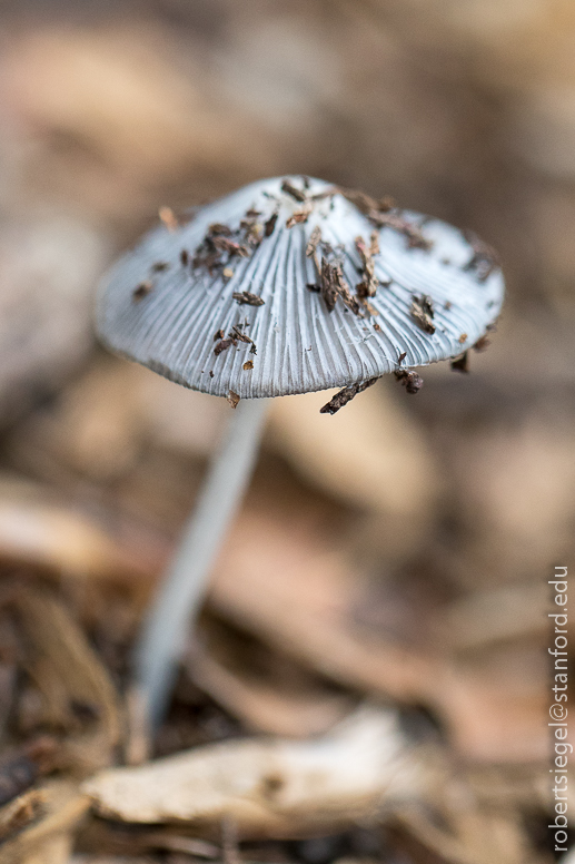 inkcap mushroom